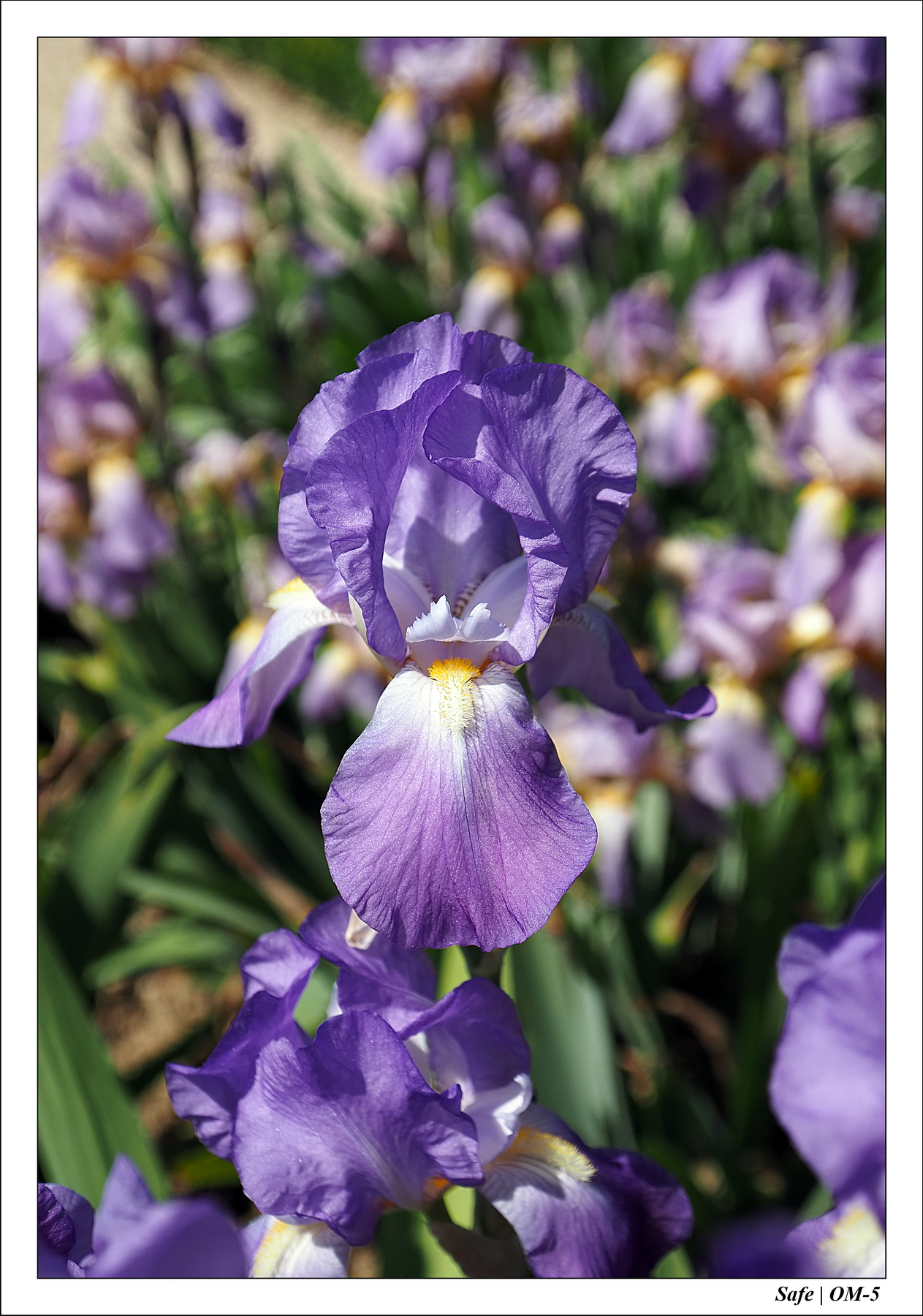 2024 - 05 - Bagatelle - 13